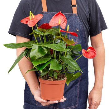 Anthurium 'Red'-Plants Planted