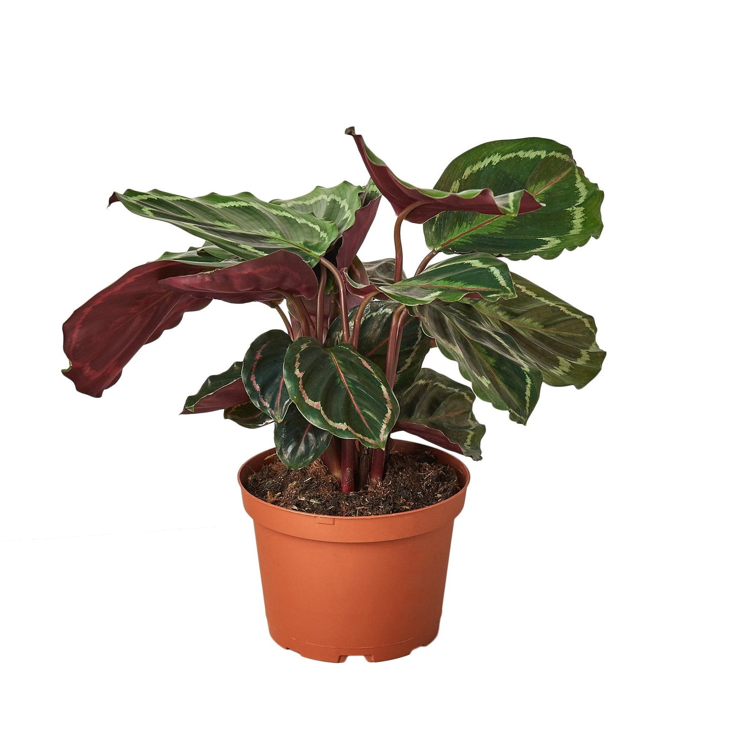 Calathea Roseopicta 'Medallion'-Plants Planted