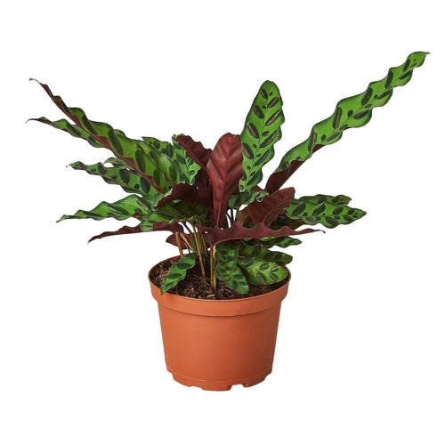 Calathea Lancifolia 'Rattlesnake'-Plants Planted