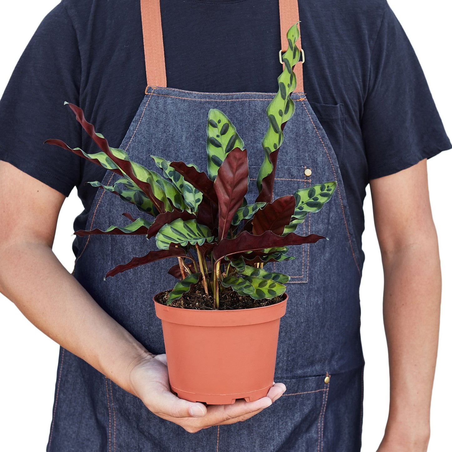 Calathea Lancifolia 'Rattlesnake'-Plants Planted