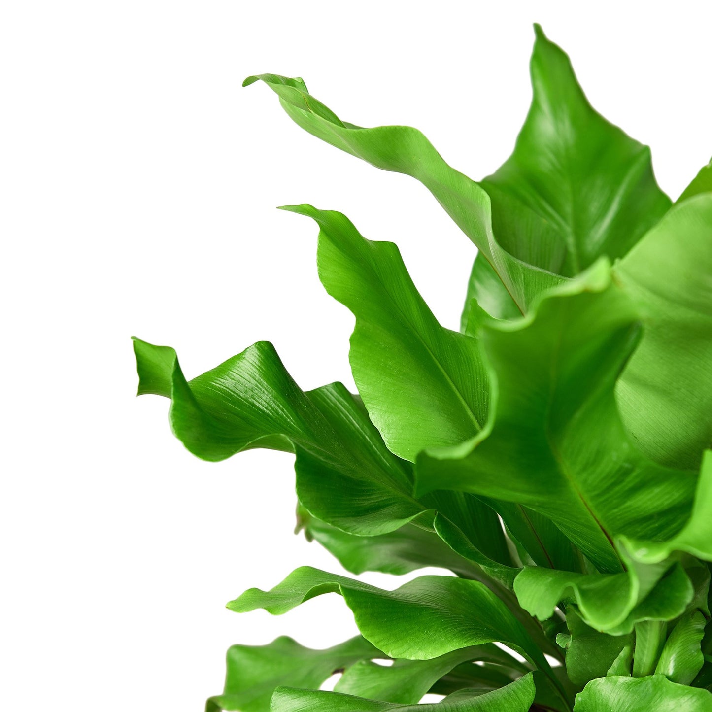 Bird's Nest 'Nidus' Fern-Plants Planted