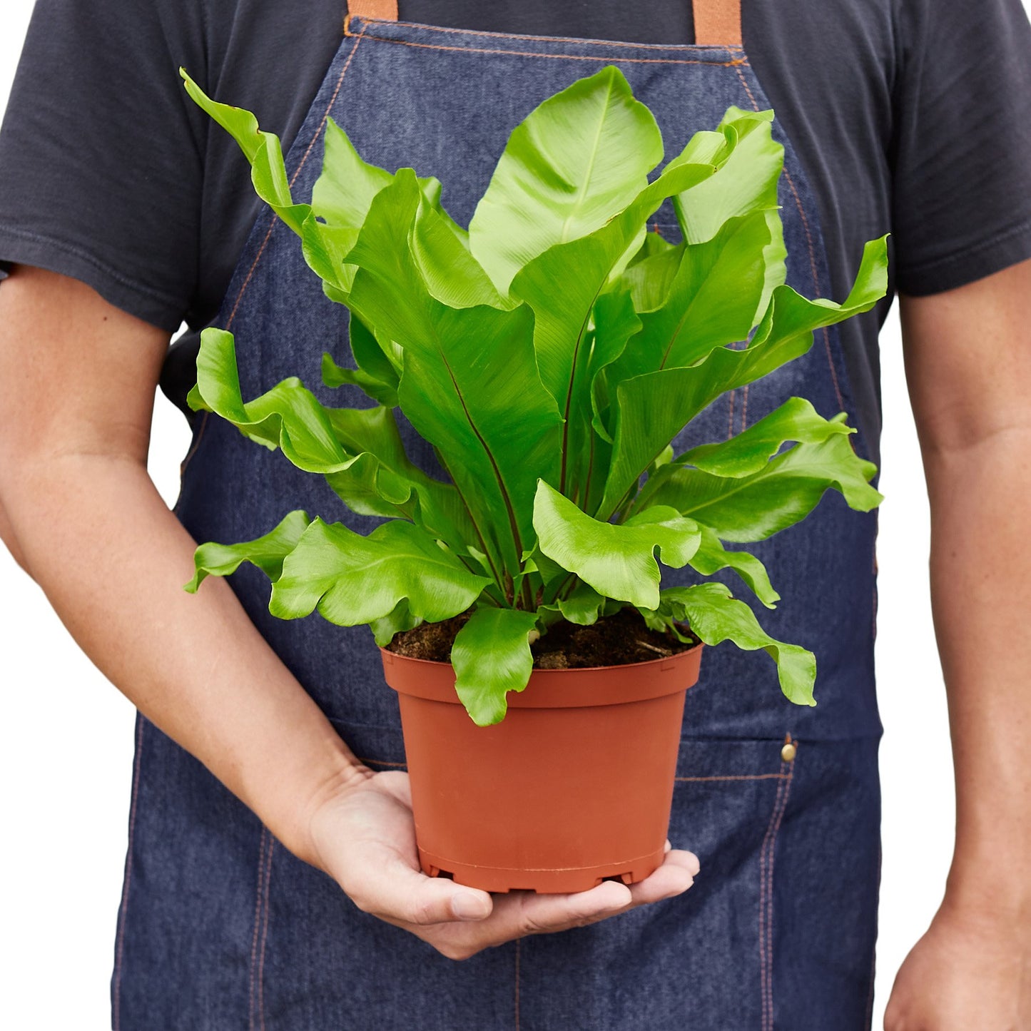 Bird's Nest 'Nidus' Fern-Plants Planted