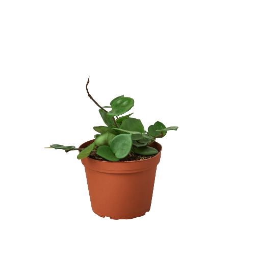 Hoya Carnosa 'Chelsea'-Plants Planted