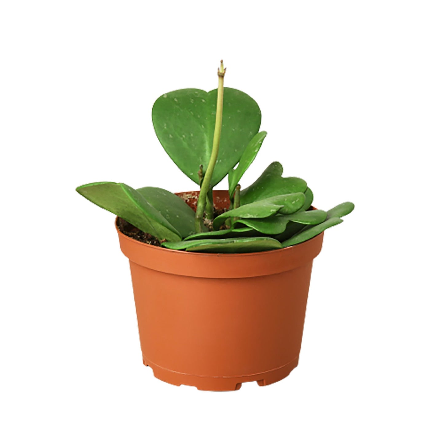 Hoya Sweetheart-Plants Planted