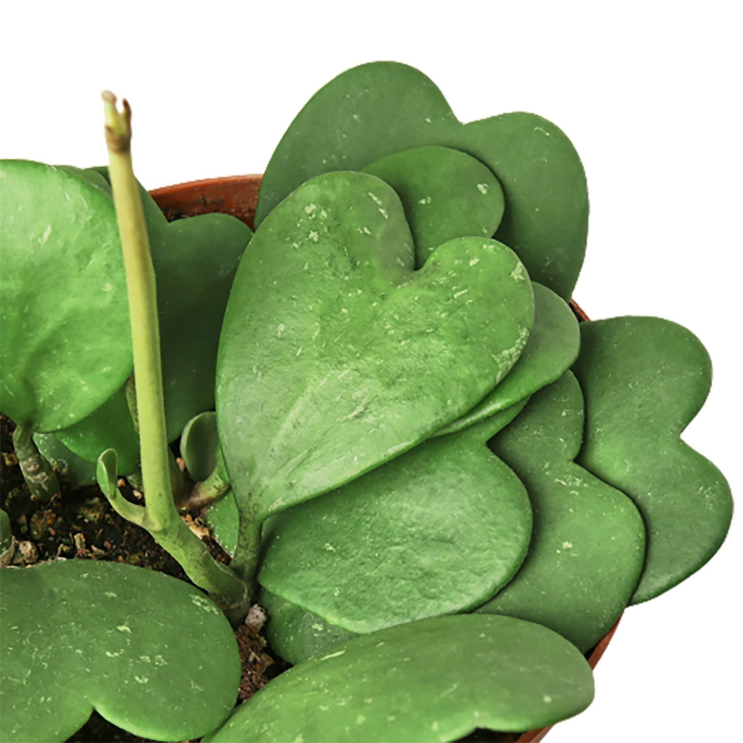 Hoya Sweetheart-Plants Planted