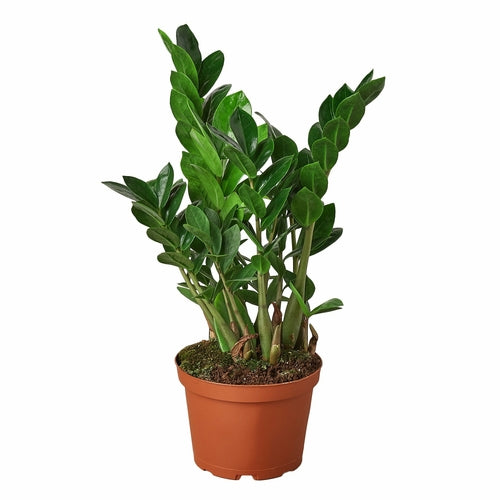 Zamioculcas Zamiifolia ZZ-Plants Planted