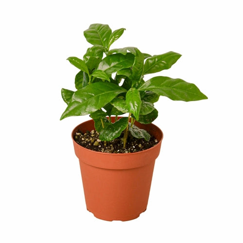 Arabica Coffee-Plants Planted