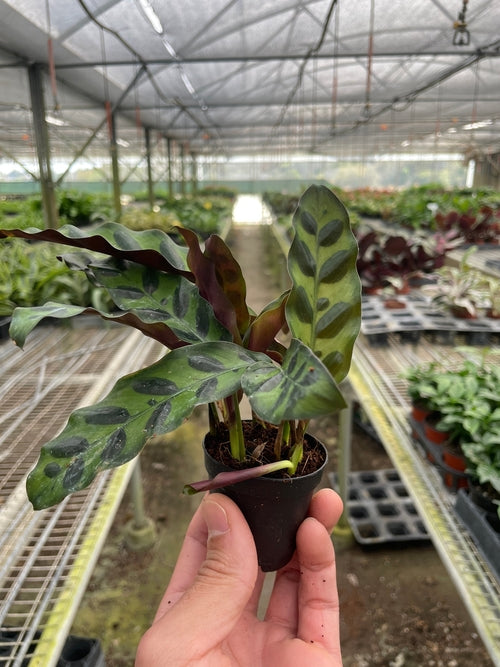 Calathea Lancifolia 'Rattlesnake'-Plants Planted