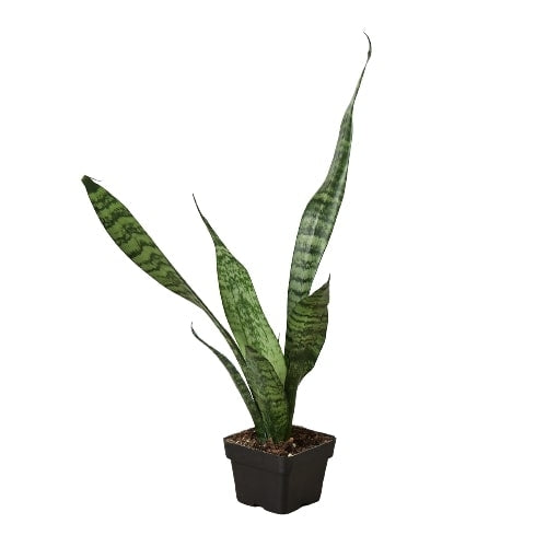 Snake Plant 'Zeylanica'-Plants Planted
