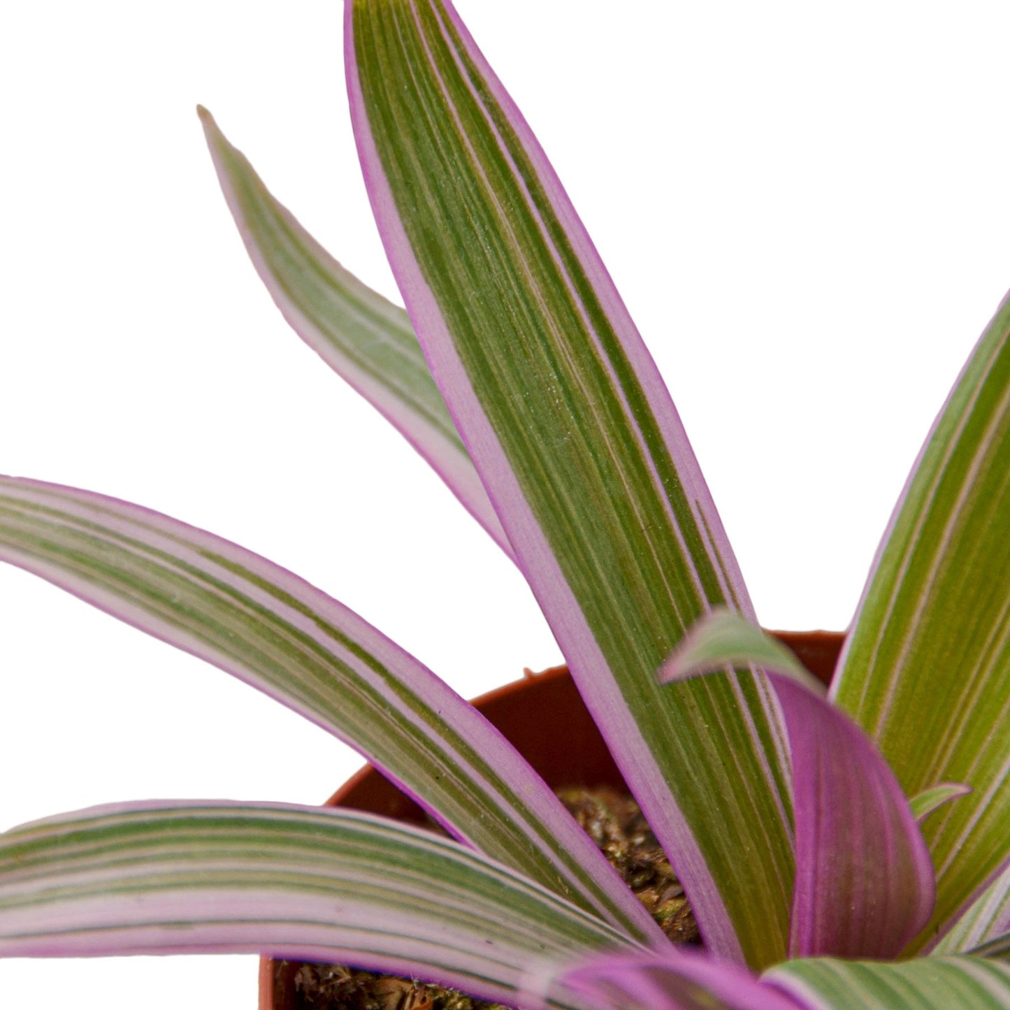Oyster Plant 'Moses in the Cradle'-Plants Planted