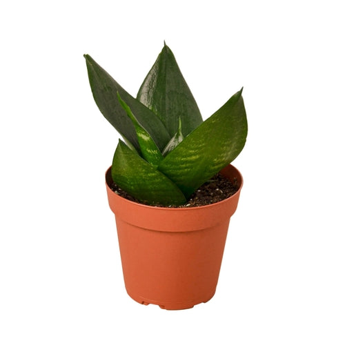 Snake Plant Jade-Plants Planted