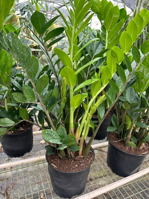 Zamioculcas Zamiifolia ZZ-Plants Planted