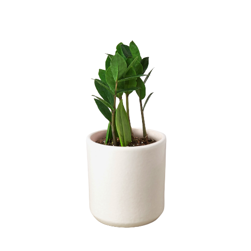 Zamioculcas Zamiifolia ZZ-Plants Planted