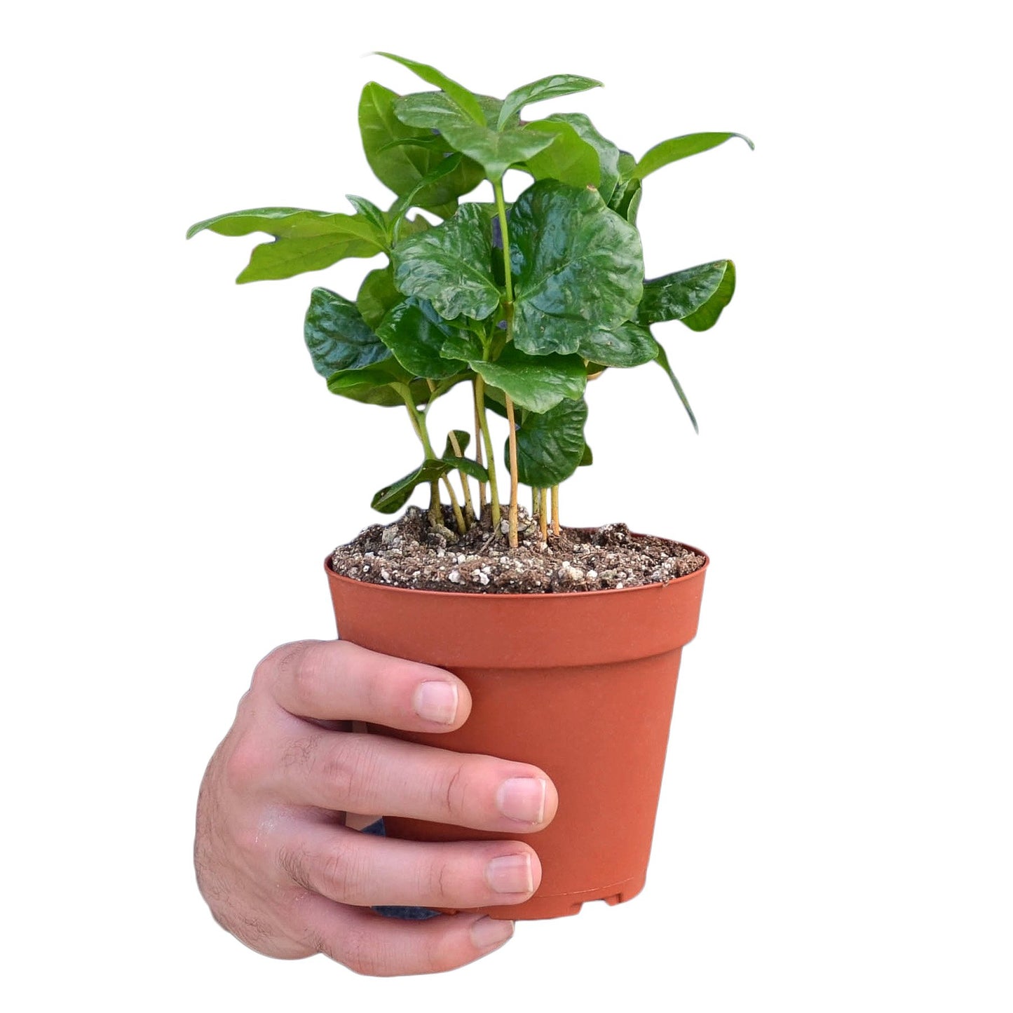 Arabica Coffee-Plants Planted