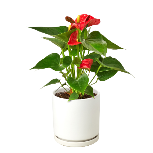 Anthurium 'Red'-Plants Planted