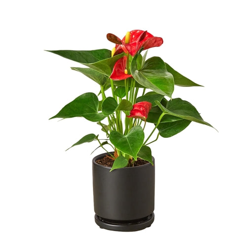 Anthurium 'Red'-Plants Planted