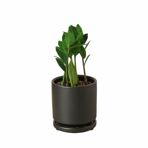Zamioculcas Zamiifolia ZZ-Plants Planted