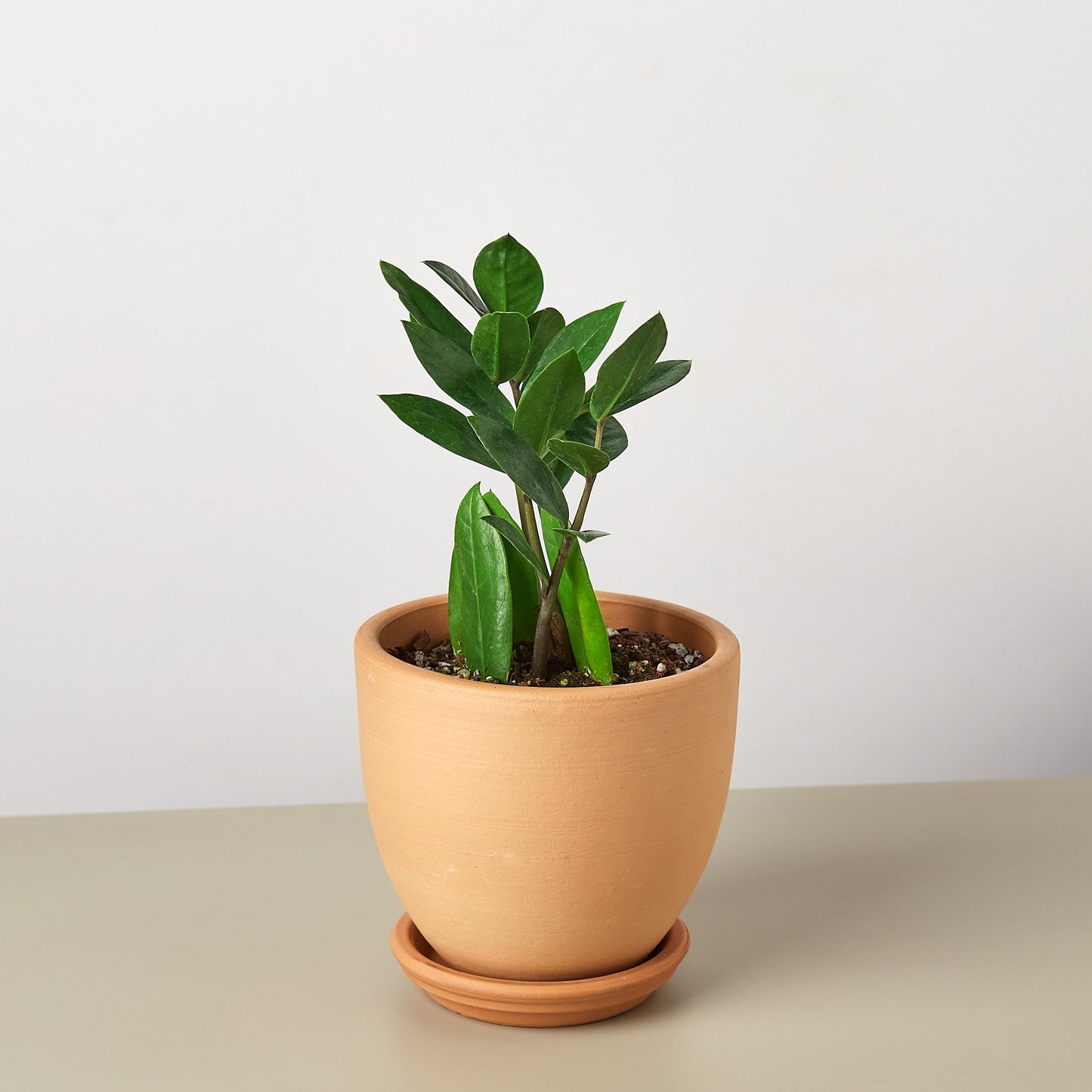 Zamioculcas Zamiifolia ZZ-Plants Planted