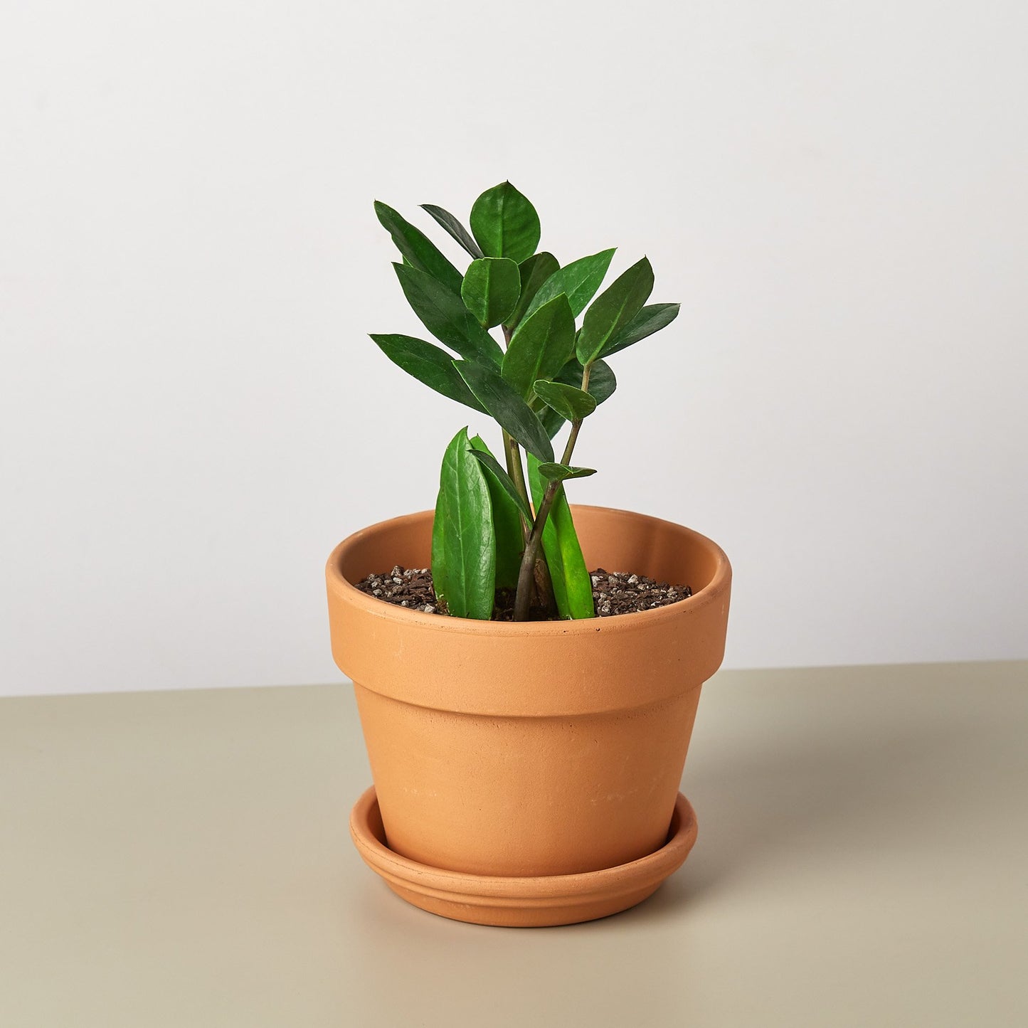 Zamioculcas Zamiifolia ZZ-Plants Planted