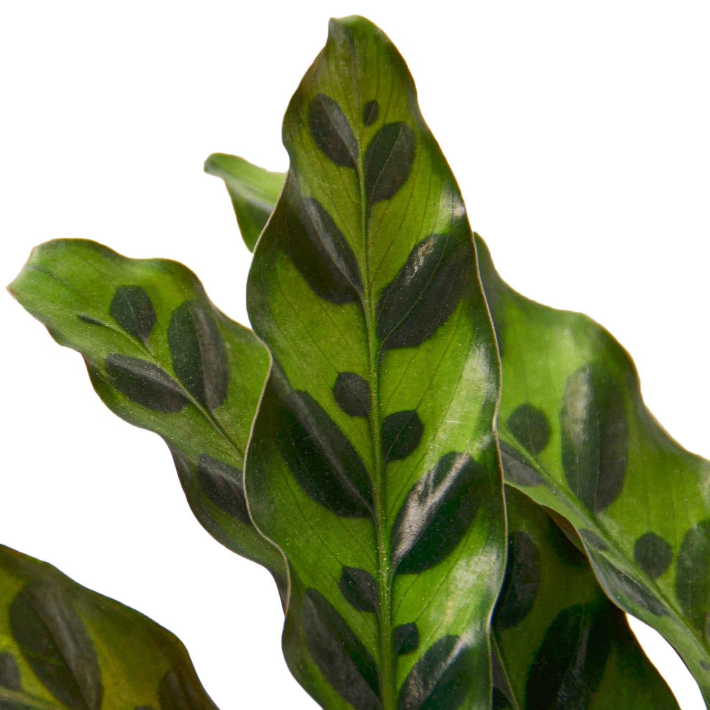 Calathea Lancifolia 'Rattlesnake'-Plants Planted