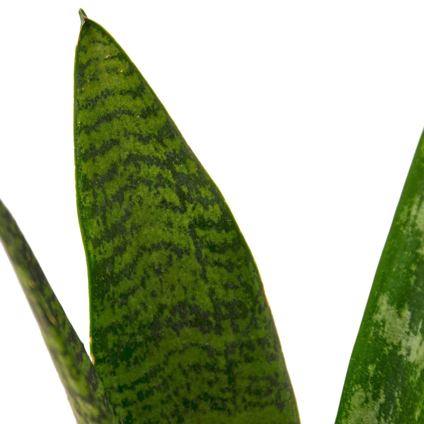 Snake Plant 'Zeylanica'-Plants Planted