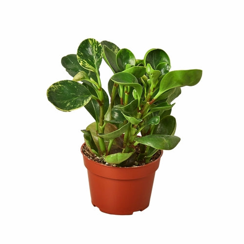 Peperomia 'Marble'-Plants Planted