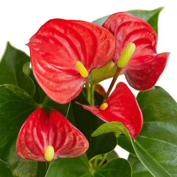 Anthurium 'Red'-Plants Planted
