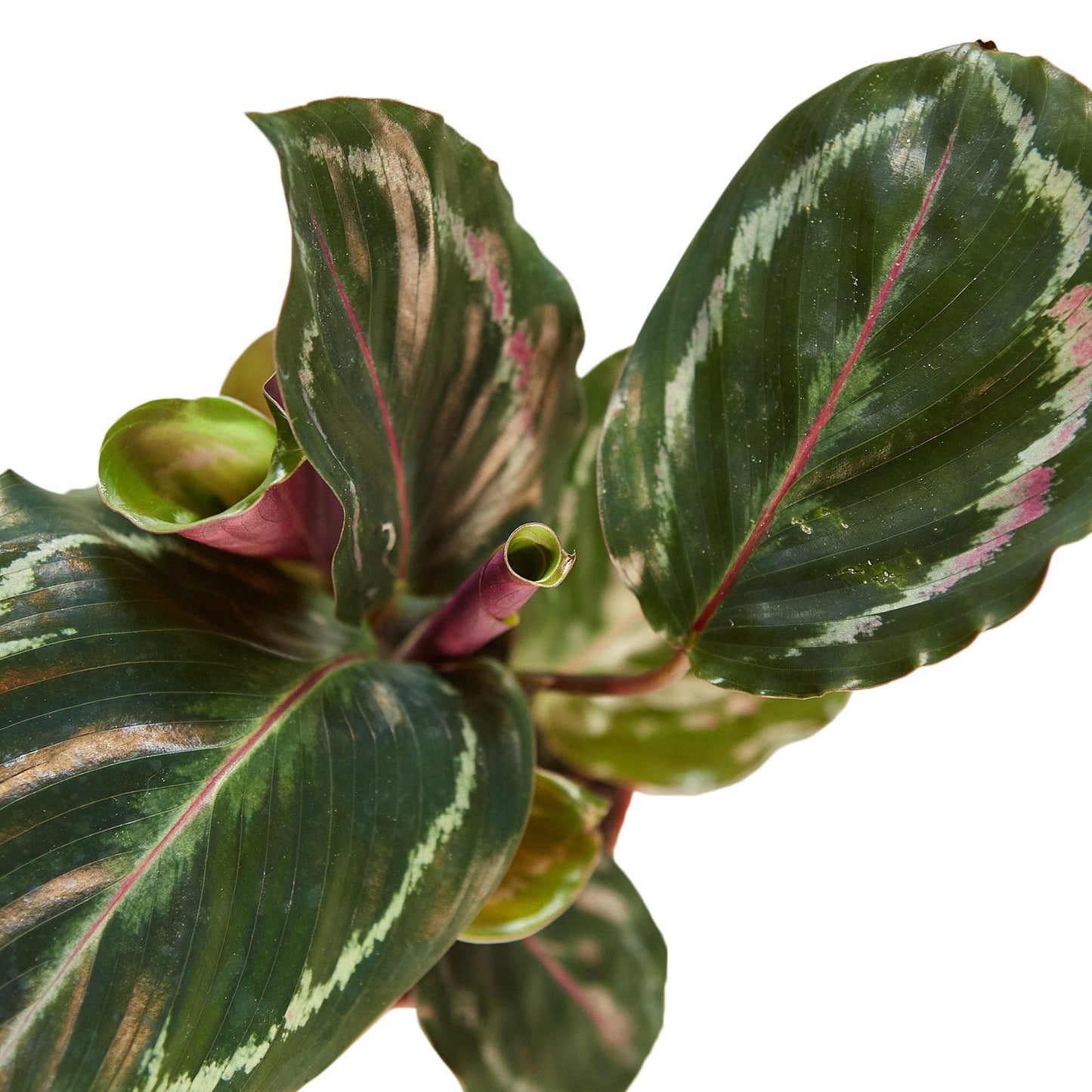 Calathea Roseopicta 'Medallion'-Plants Planted