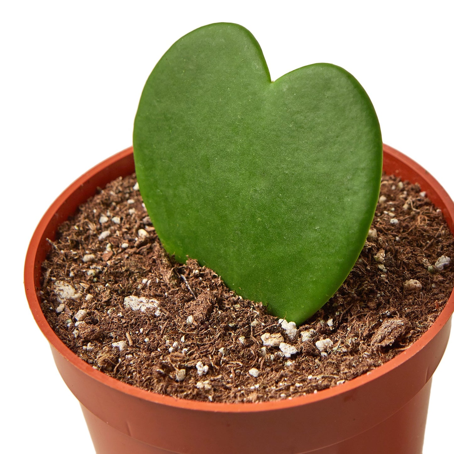 Hoya Sweetheart-Plants Planted