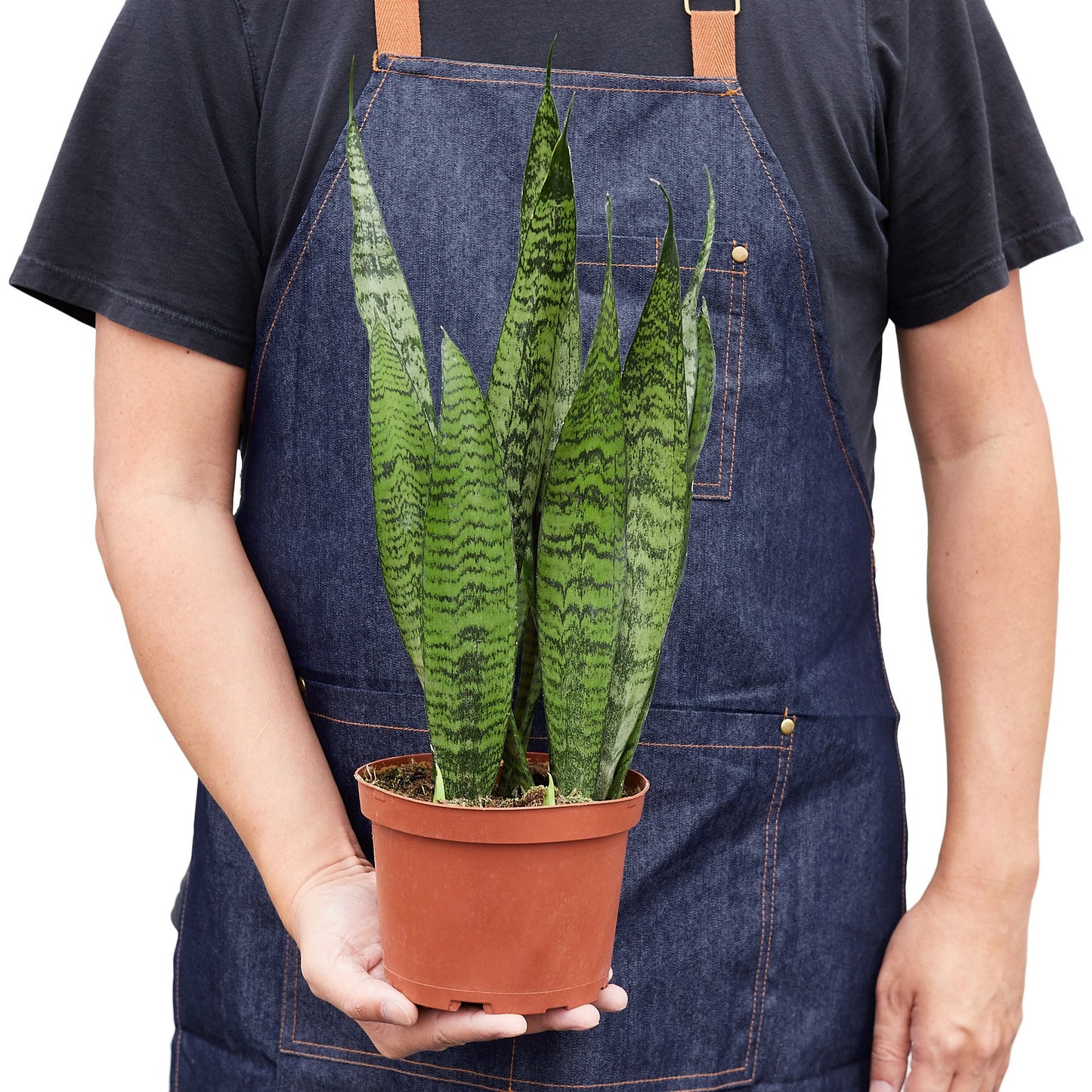 Snake Plant 'Zeylanica'-Plants Planted