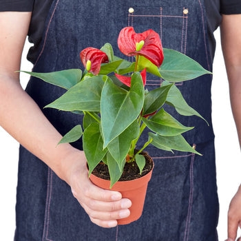 Anthurium 'Red'-Plants Planted