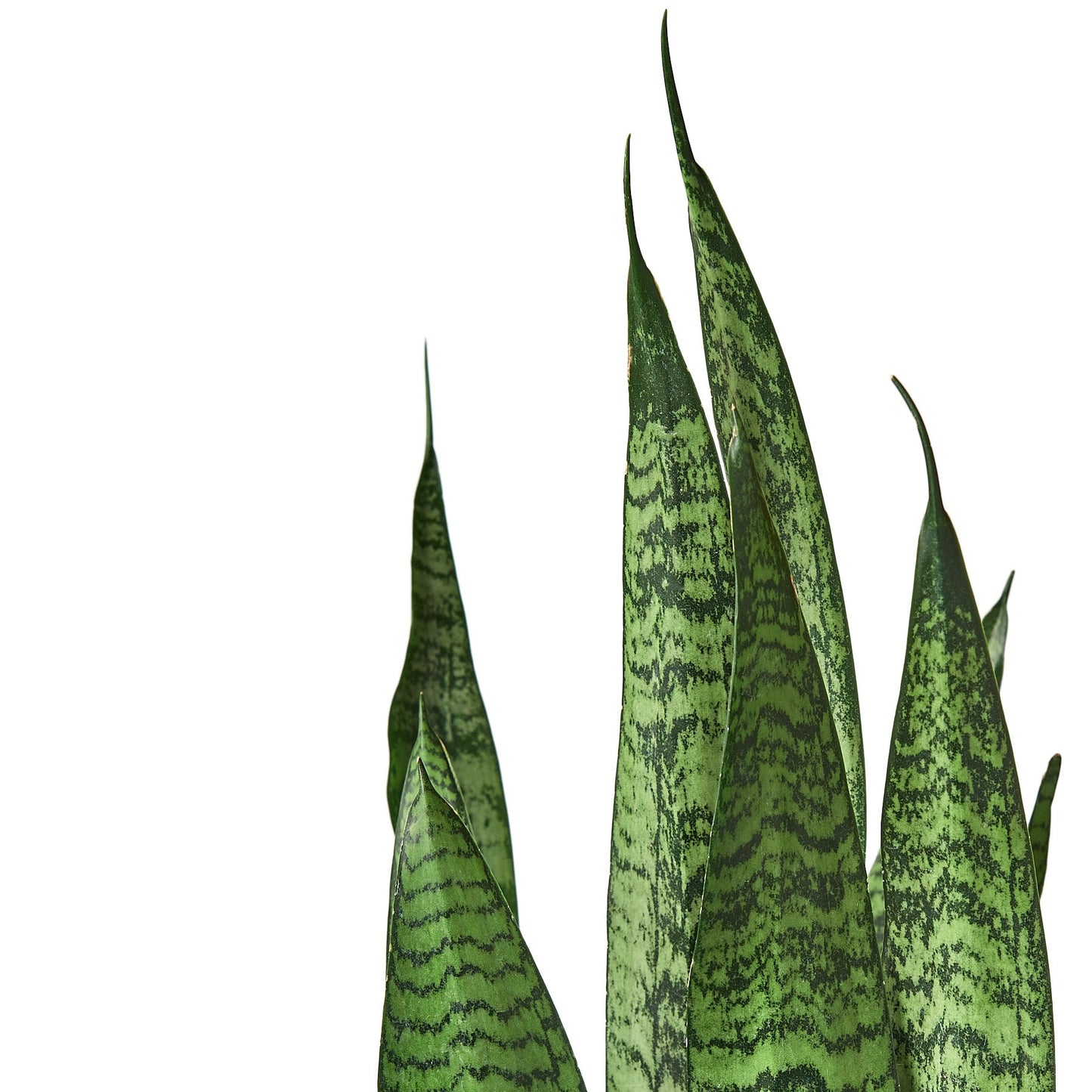 Snake Plant 'Zeylanica'-Plants Planted