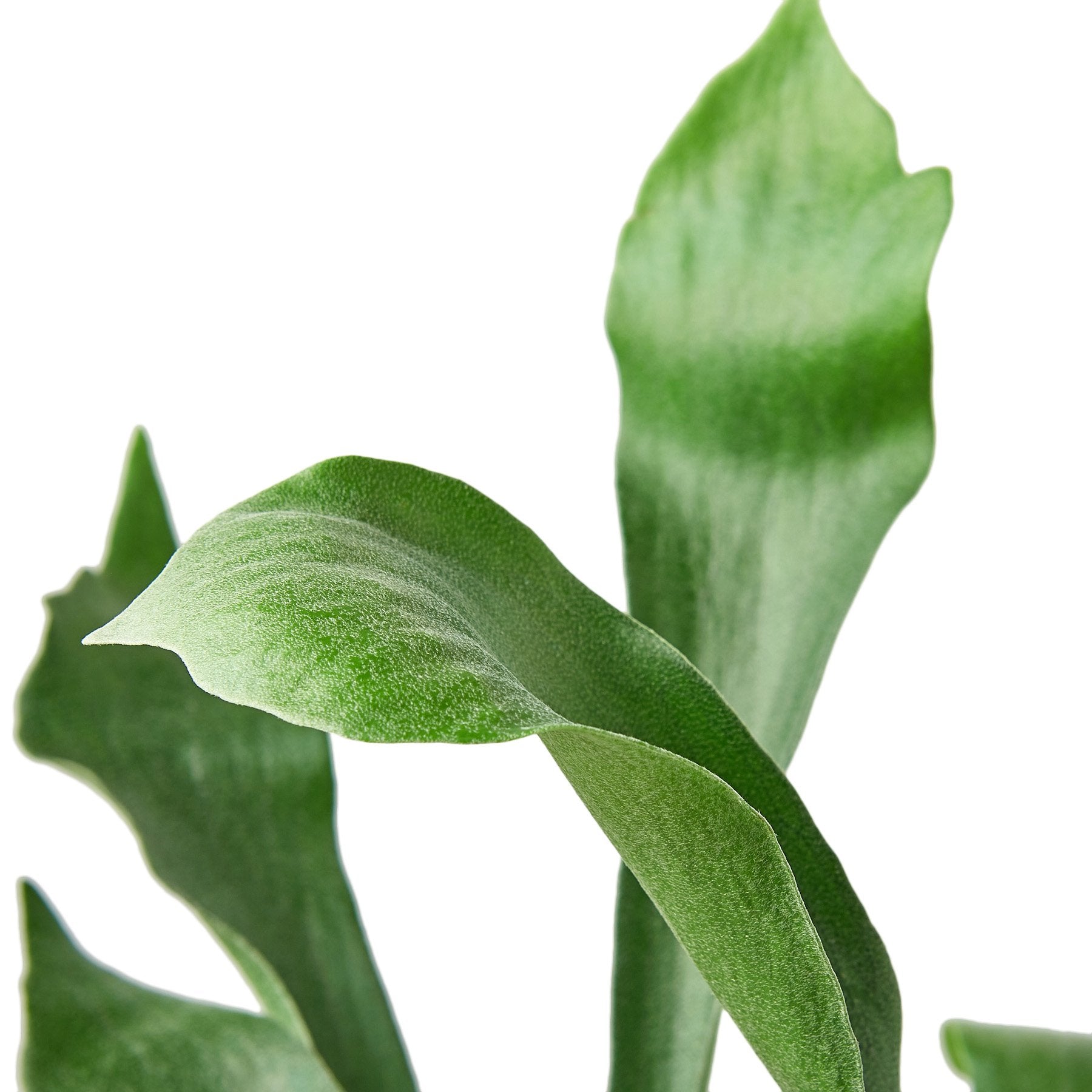 Staghorn Fern-Plants Planted