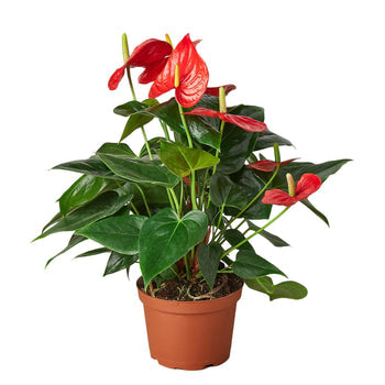 Anthurium 'Red'-Plants Planted