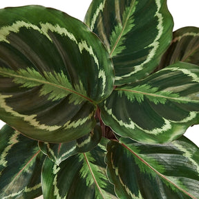 Calathea Roseopicta 'Medallion'-Plants Planted
