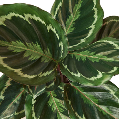 Calathea Roseopicta 'Medallion'-Plants Planted