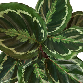 Calathea Roseopicta 'Medallion'-Plants Planted