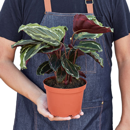 Calathea Roseopicta 'Medallion'-Plants Planted