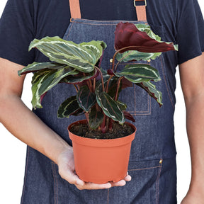 Calathea Roseopicta 'Medallion'-Plants Planted