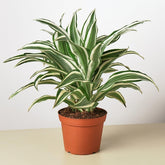 Dracaena 'Warneckii White Jewel'-Plants Planted