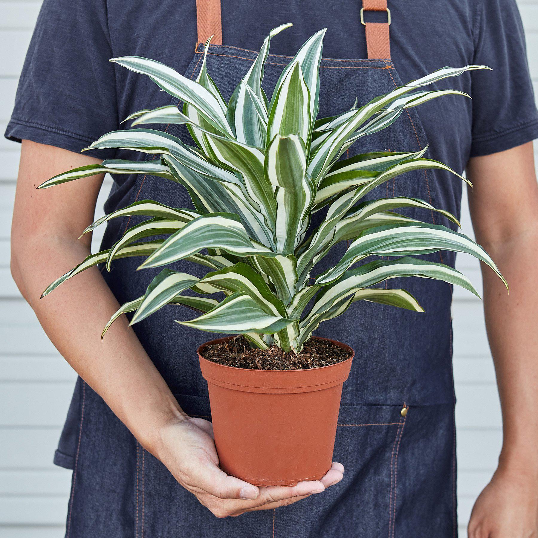 Dracaena 'Warneckii White Jewel'-Plants Planted