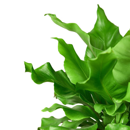 Bird's Nest 'Nidus' Fern-Plants Planted
