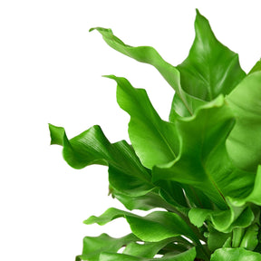 Bird's Nest 'Nidus' Fern-Plants Planted