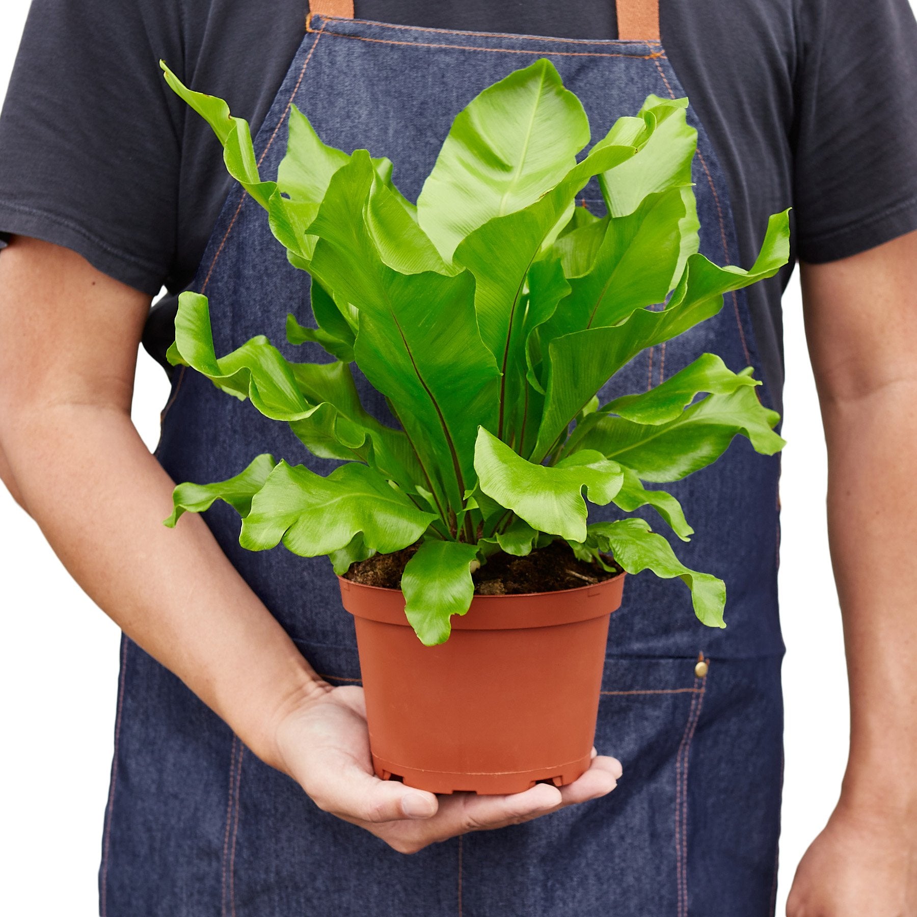 Bird's Nest 'Nidus' Fern-Plants Planted