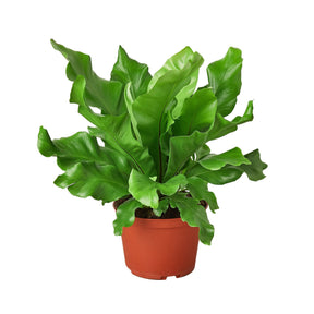 Bird's Nest 'Nidus' Fern-Plants Planted