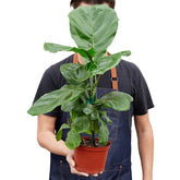 Ficus Lyrata 'Fiddle Leaf Fig'-Plants Planted