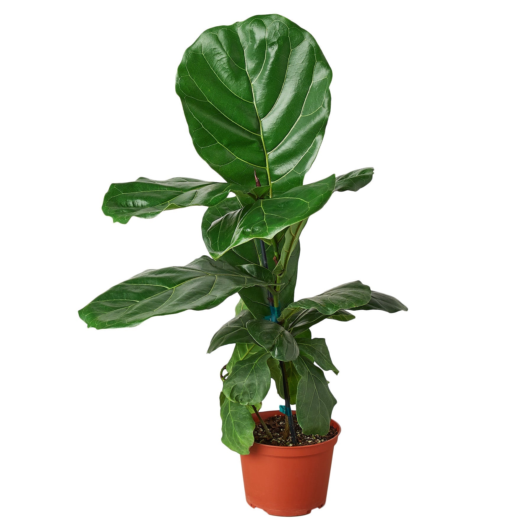 Ficus Lyrata 'Fiddle Leaf Fig'-Plants Planted
