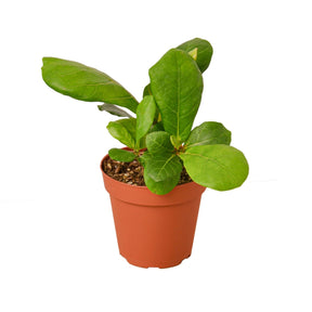 Ficus Lyrata 'Fiddle Leaf Fig'-Plants Planted