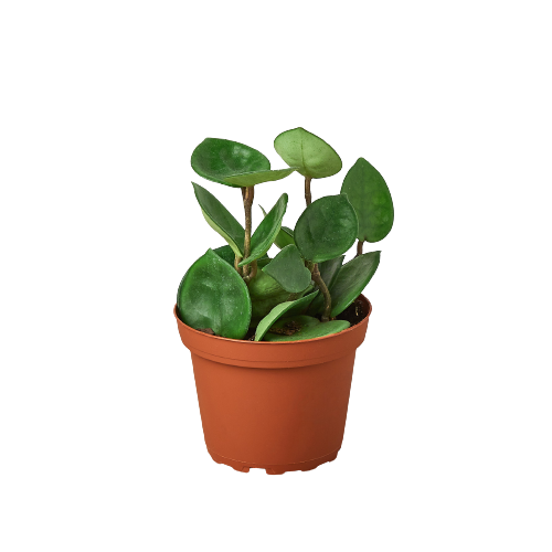 Hoya Carnosa 'Chelsea'-Plants Planted