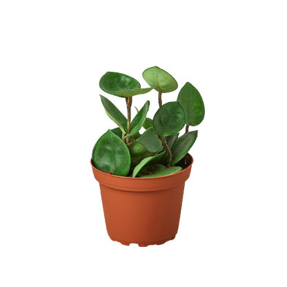 Hoya Carnosa 'Chelsea'-Plants Planted
